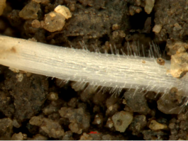 植物根系生長監(jiān)測系統(tǒng)（TB）